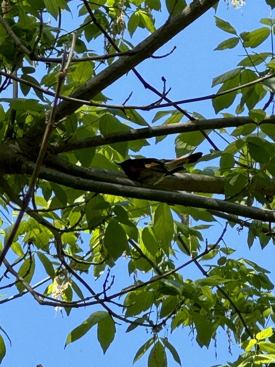 American Redstart - ML617794583