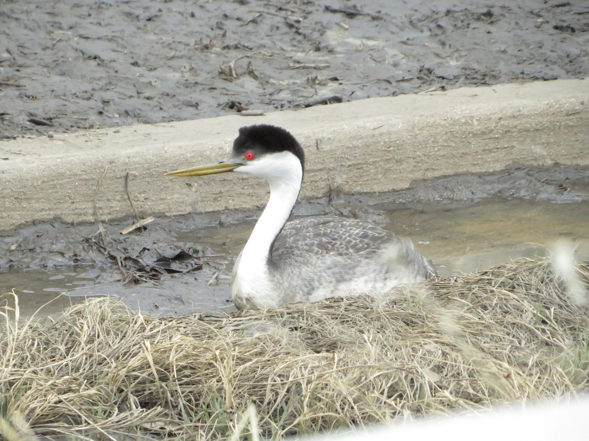 Western Grebe - Ken Wat