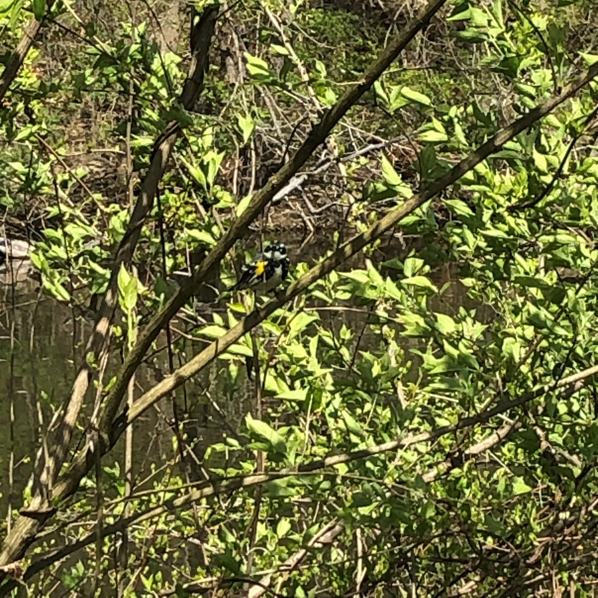 Yellow-rumped Warbler (Myrtle) - ML617794666
