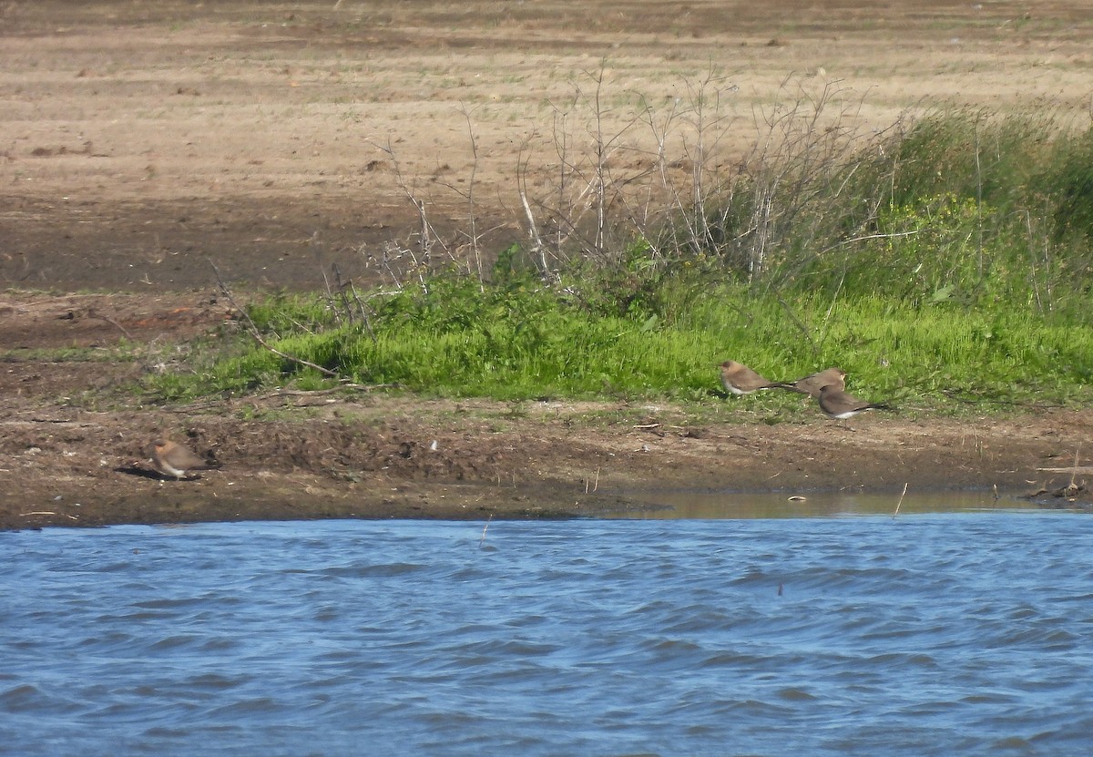 Collared Pratincole - ML617794698