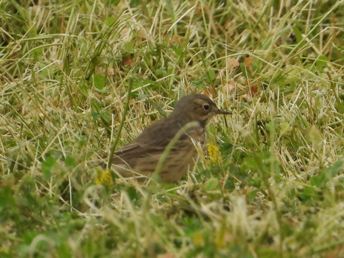 American Pipit - ML617794699