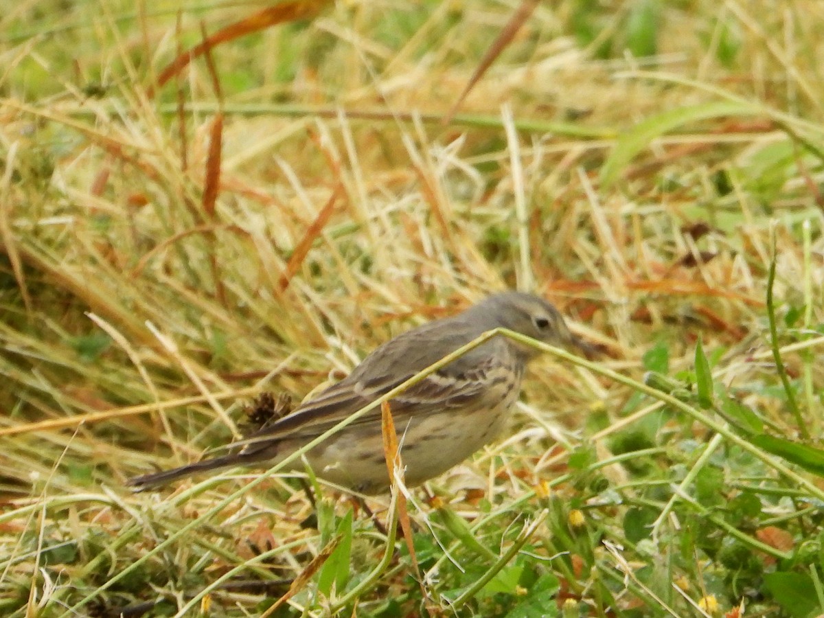 American Pipit - ML617794700