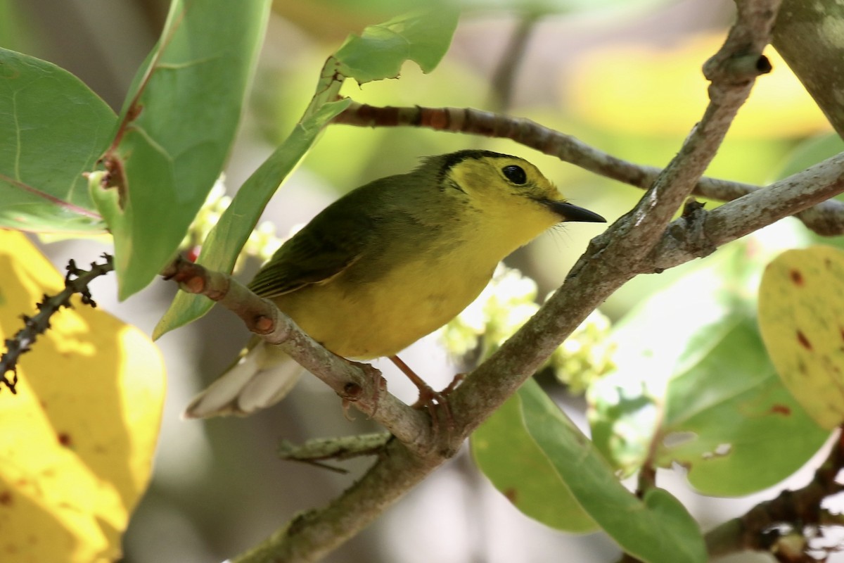 Hooded Warbler - Lori Charron