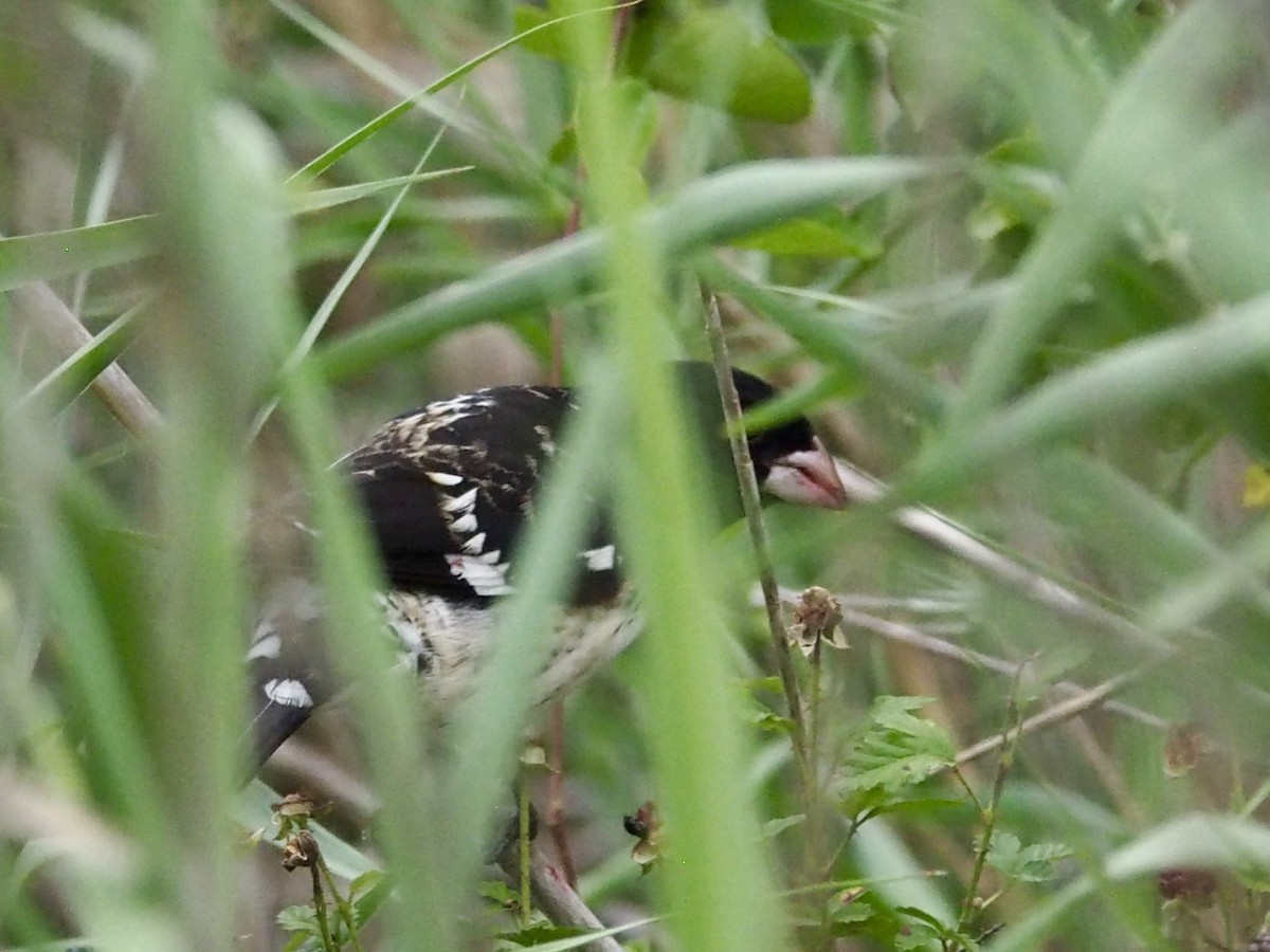 Rose-breasted Grosbeak - ML617794724