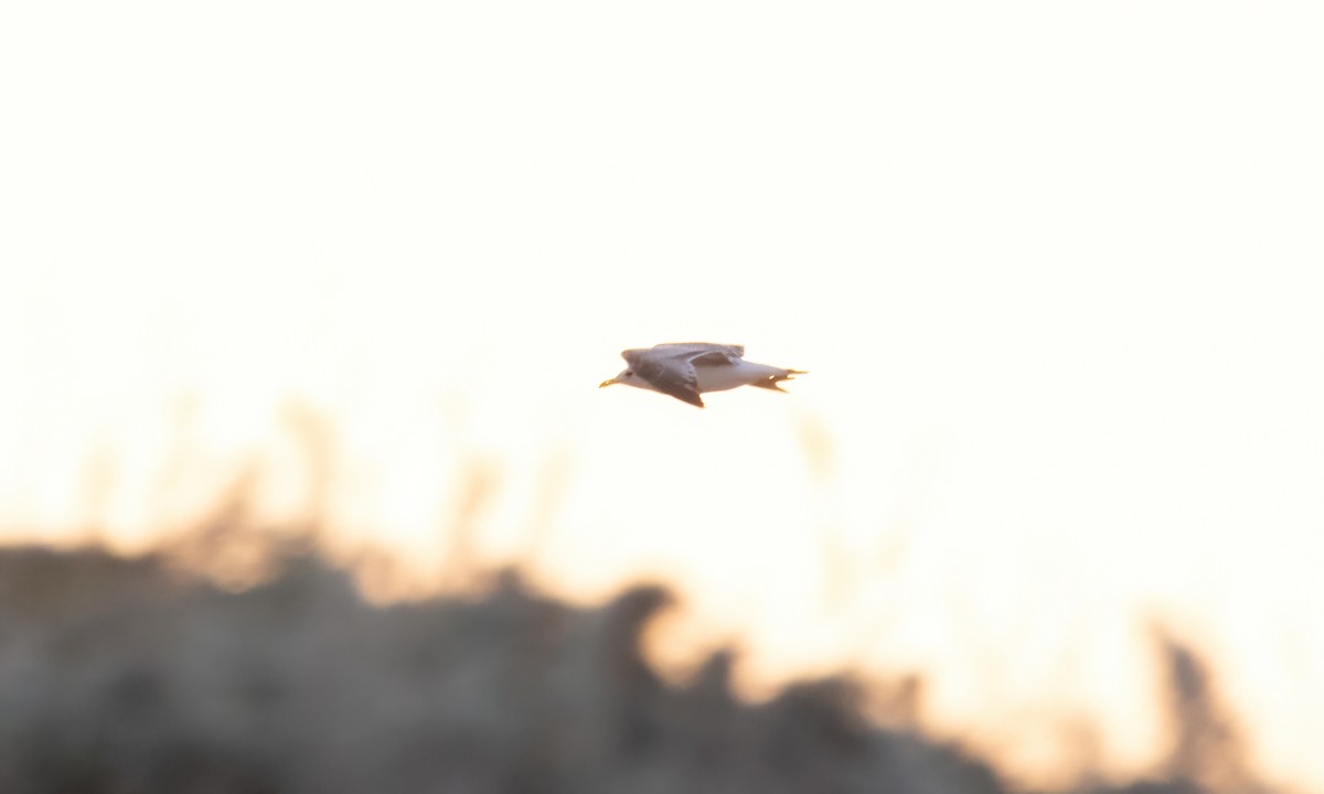 Short-billed Gull - ML617794739