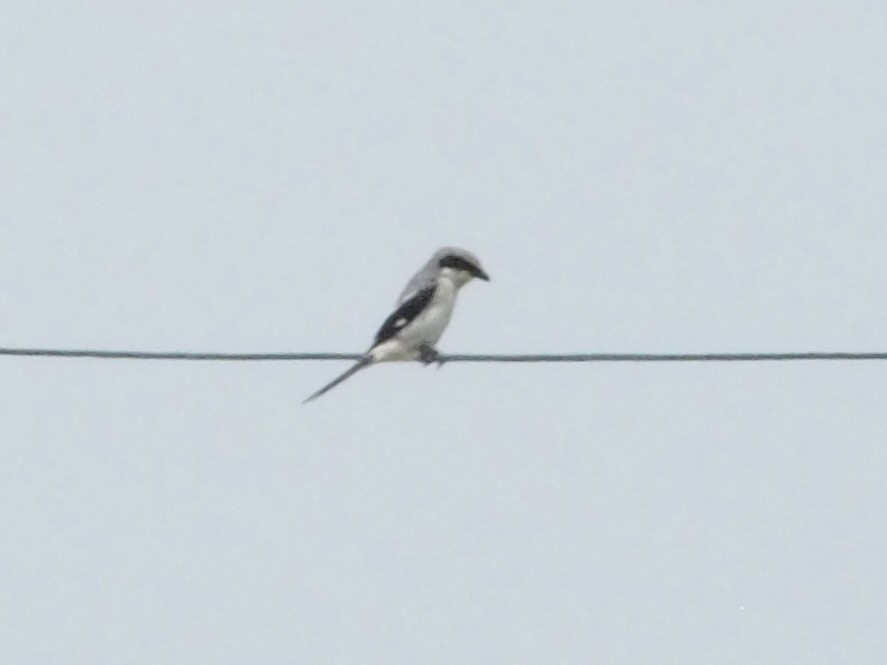 Loggerhead Shrike - ML617794762