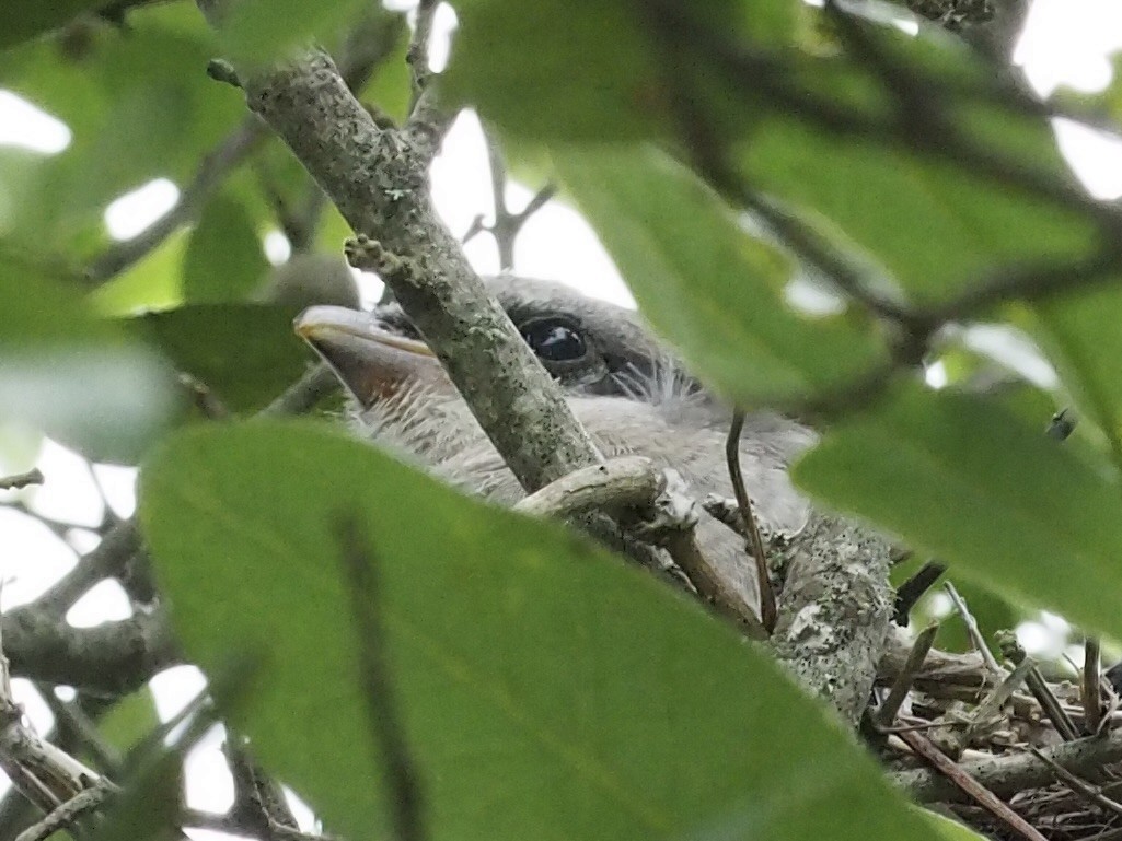 Loggerhead Shrike - ML617794763