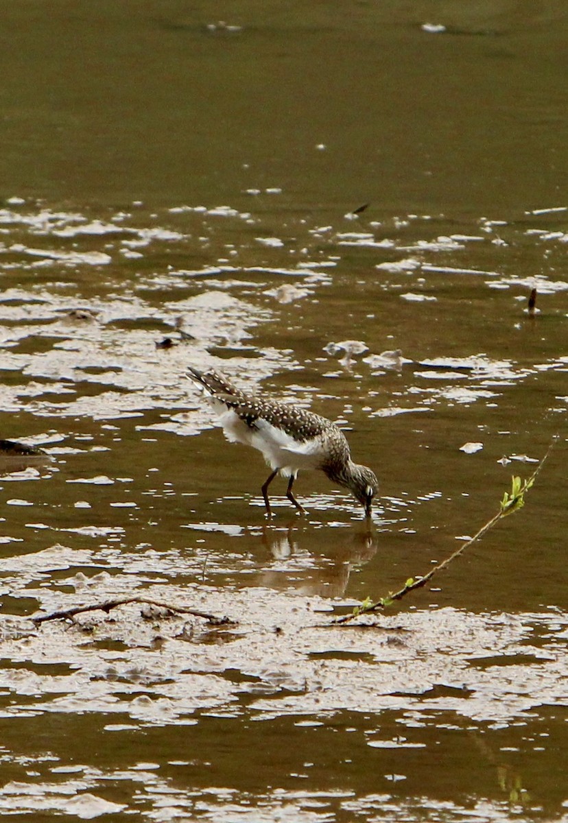 Solitary Sandpiper - ML617794801