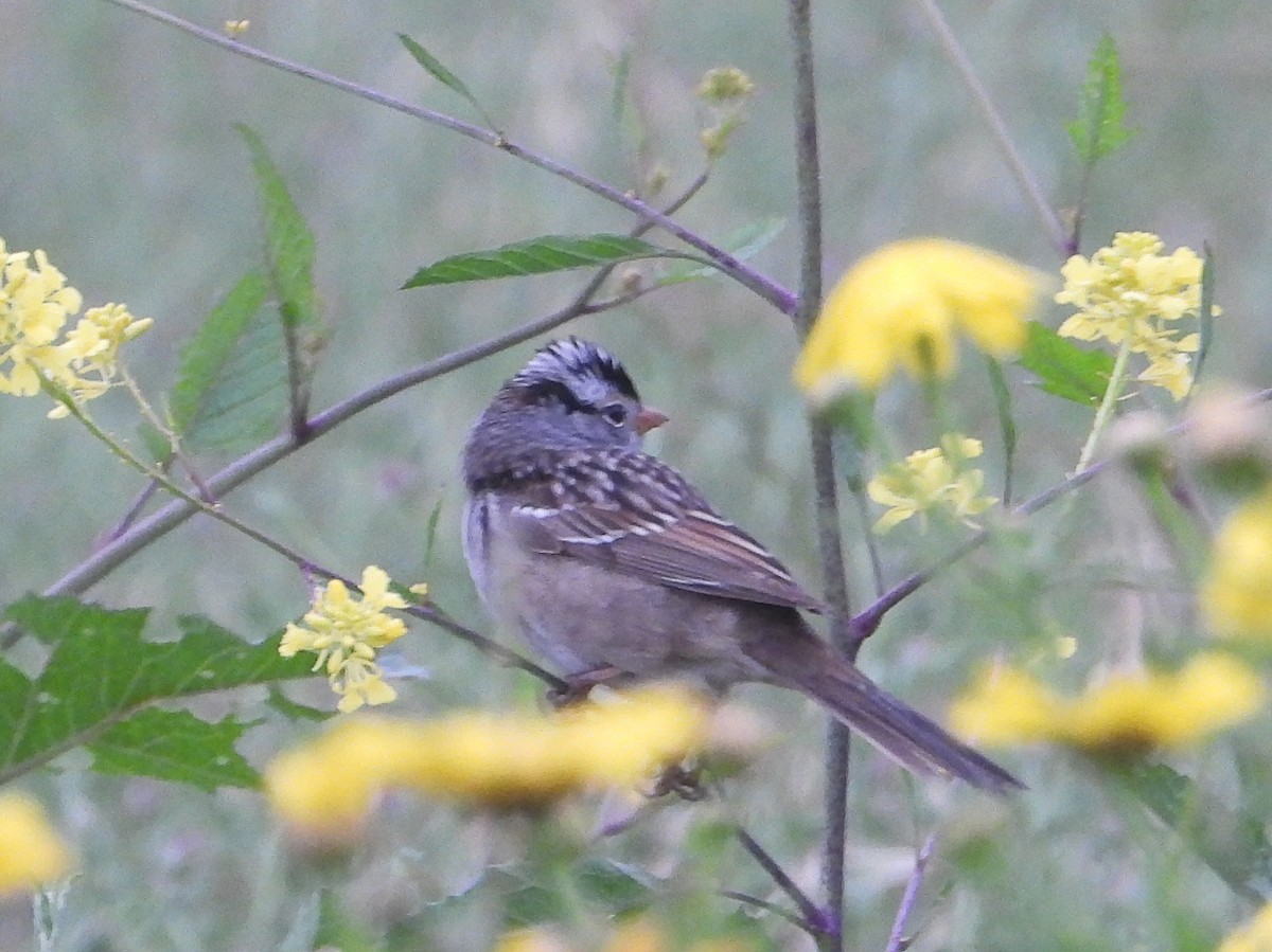 White-crowned Sparrow - ML617794804