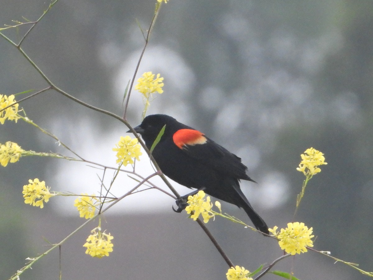 Red-winged Blackbird - Doug Lithgow