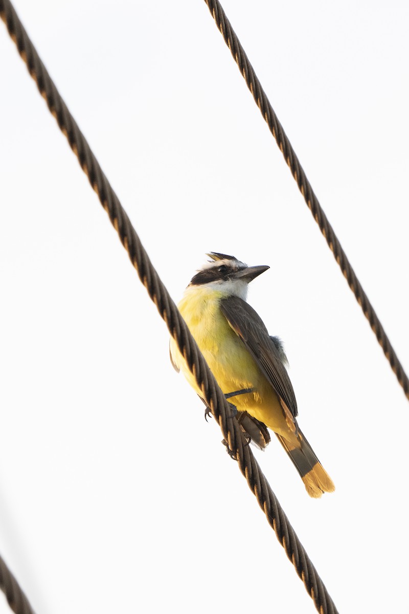 Great Kiskadee - ML617794844