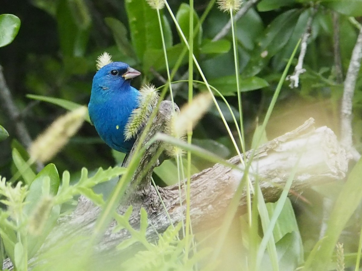 Indigo Bunting - ML617794855