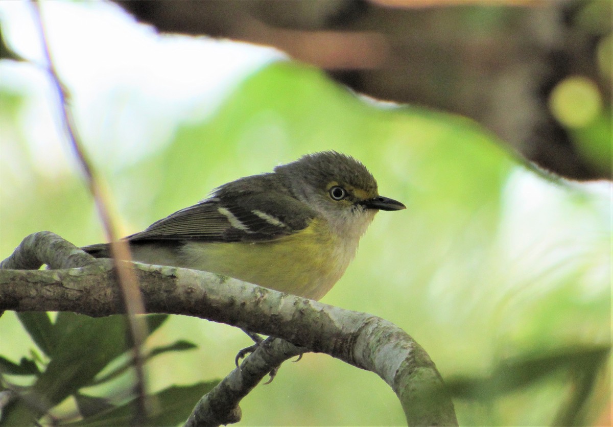 Vireo Ojiblanco - ML617794864