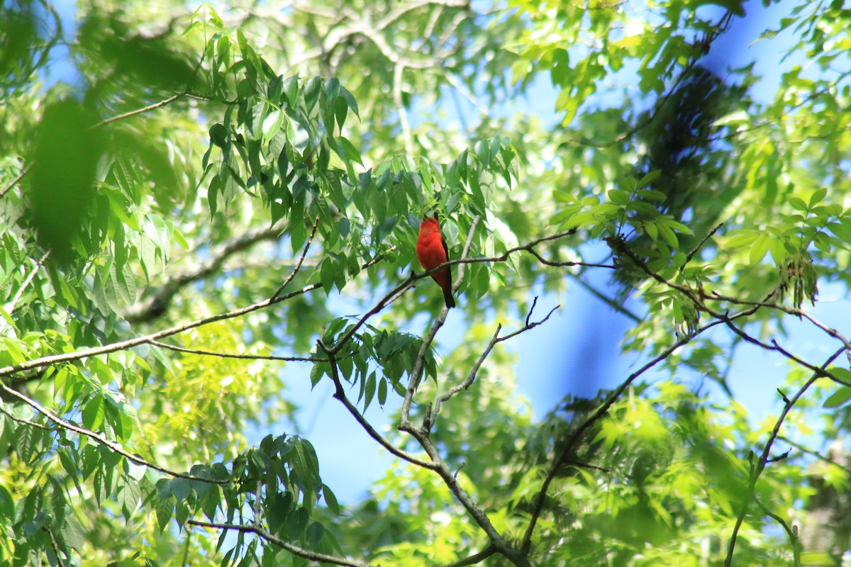 Scarlet Tanager - ML617794889