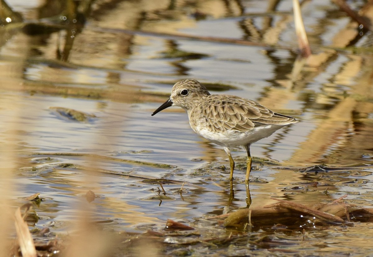 Least Sandpiper - ML617794894