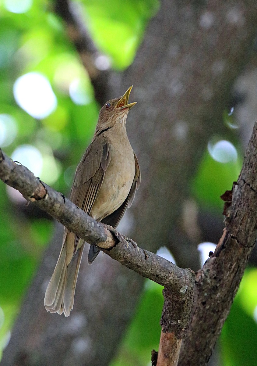 Clay-colored Thrush - ML617794917