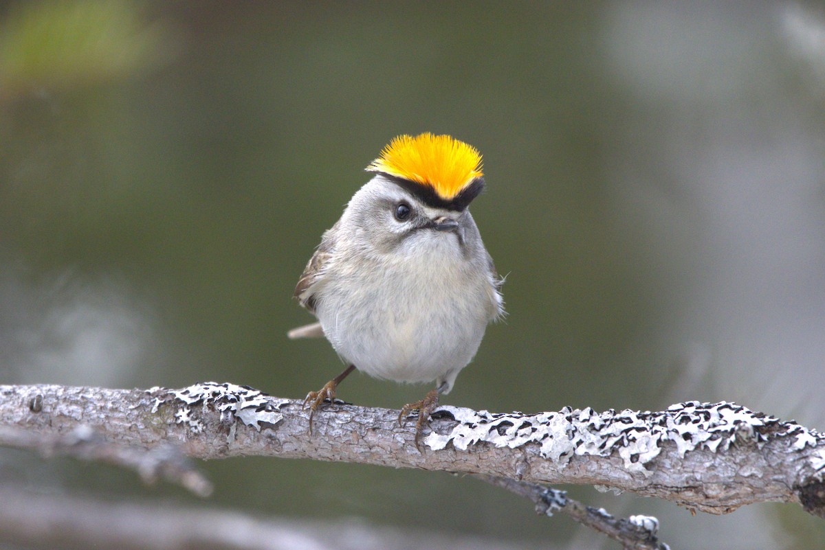 Golden-crowned Kinglet - ML617794923