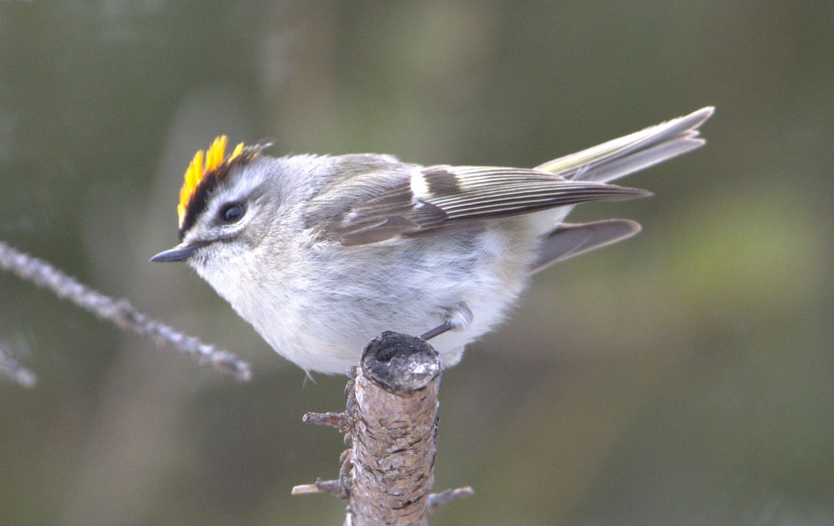 Golden-crowned Kinglet - ML617794937