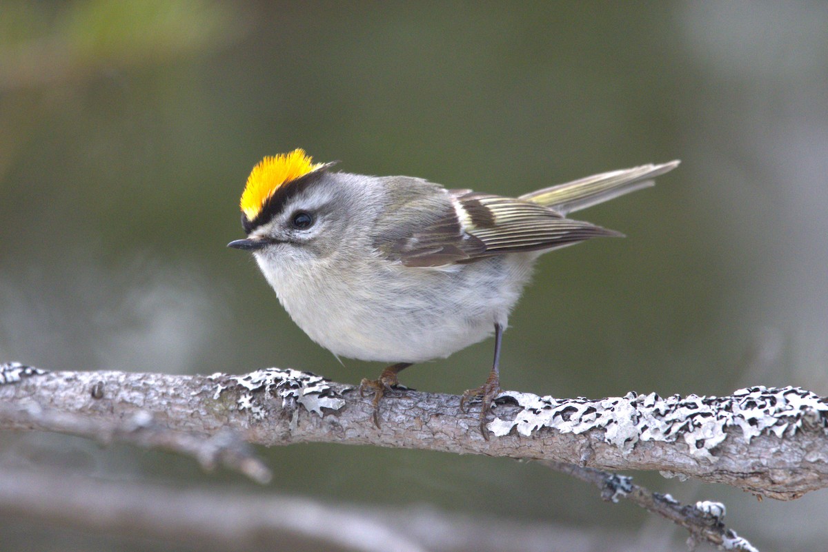 Golden-crowned Kinglet - ML617794944