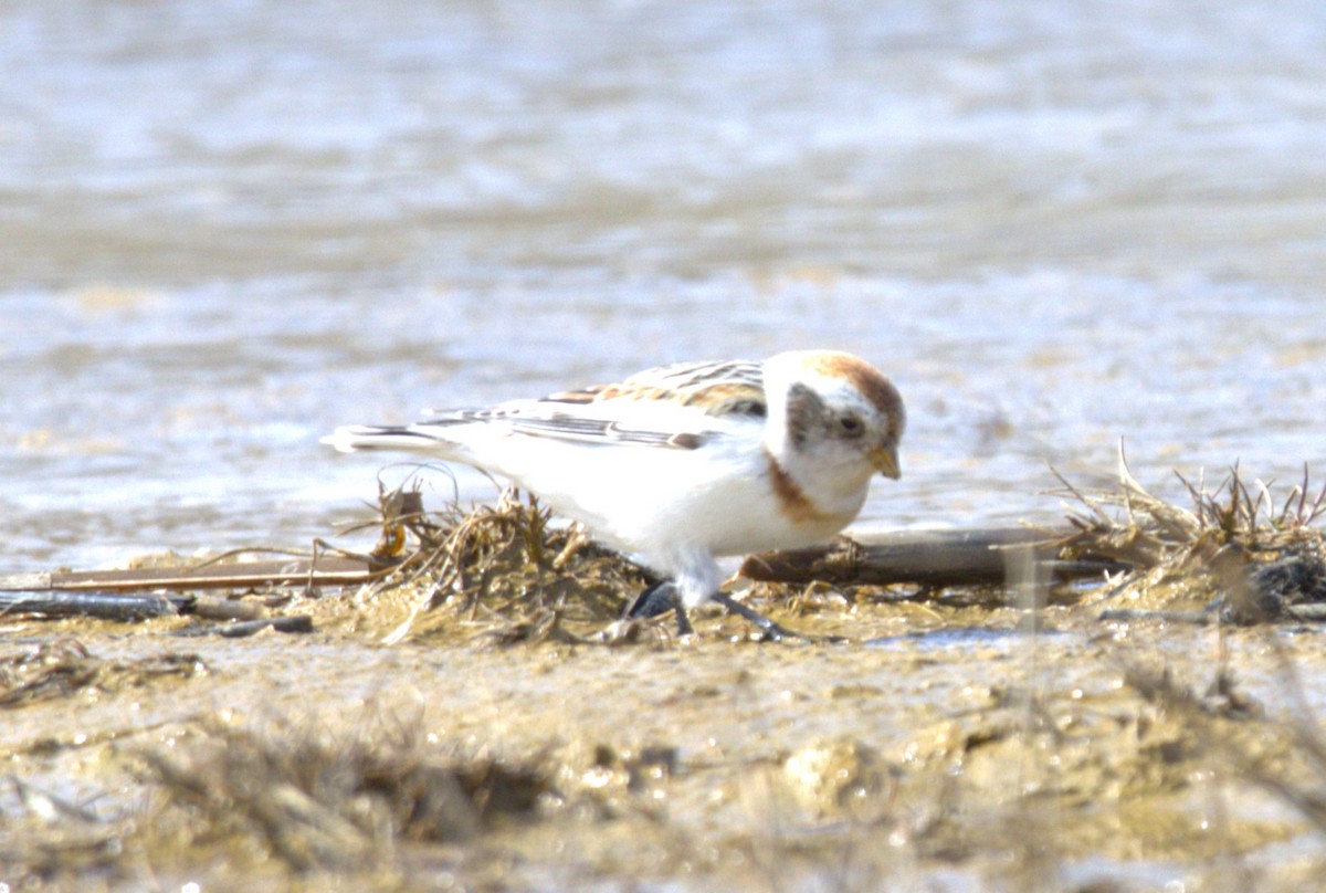 Snow Bunting - ML617794991