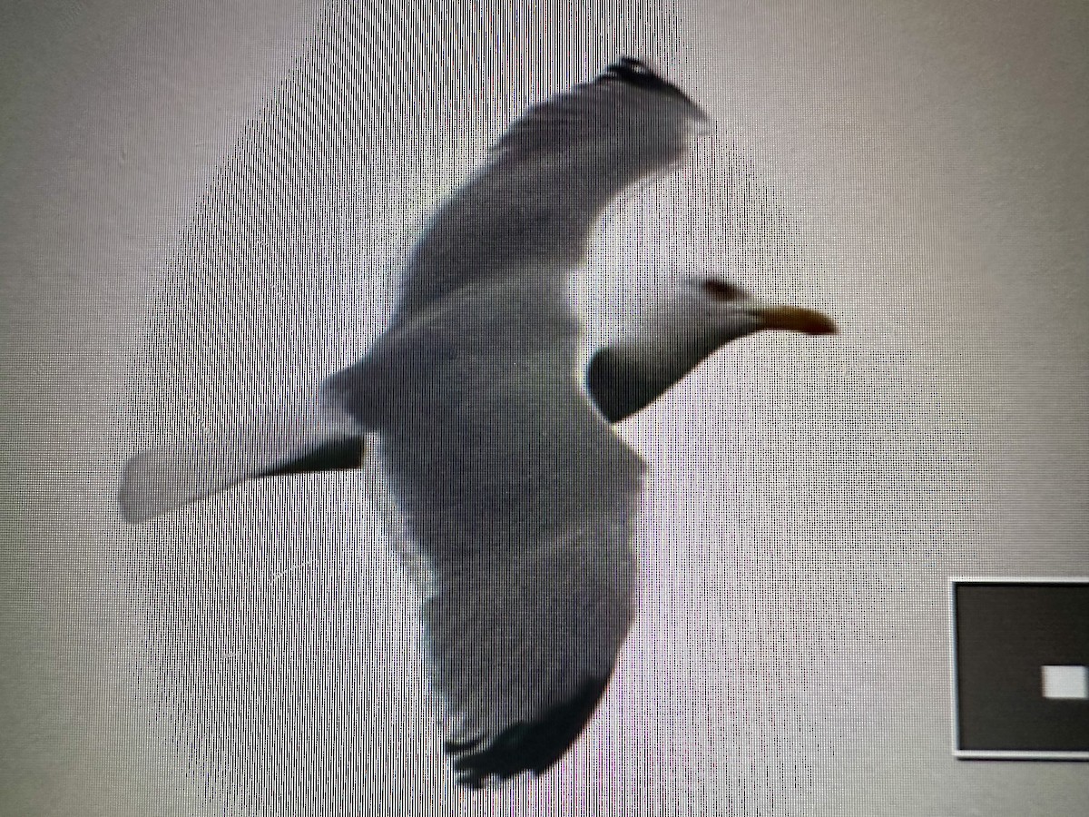 Herring Gull (European) - John Kvarnback