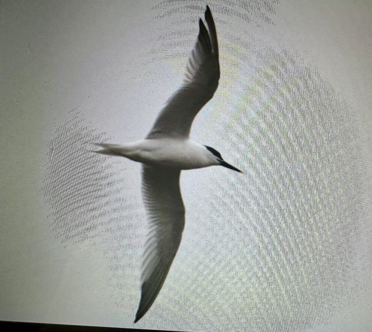 Sandwich Tern (Eurasian) - ML617795029