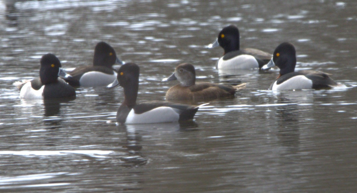 Ring-necked Duck - Michel Marsan