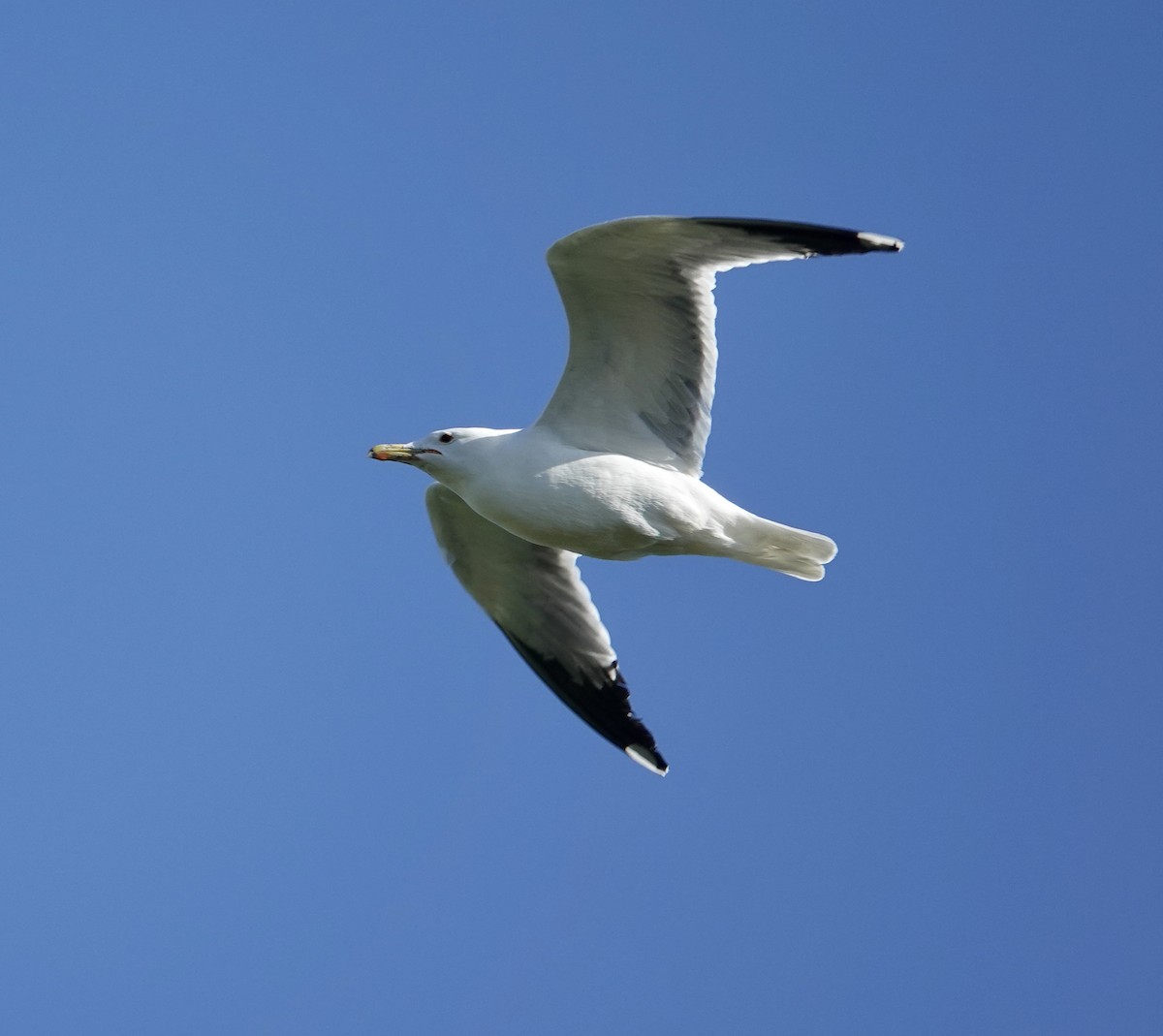 California Gull - ML617795084