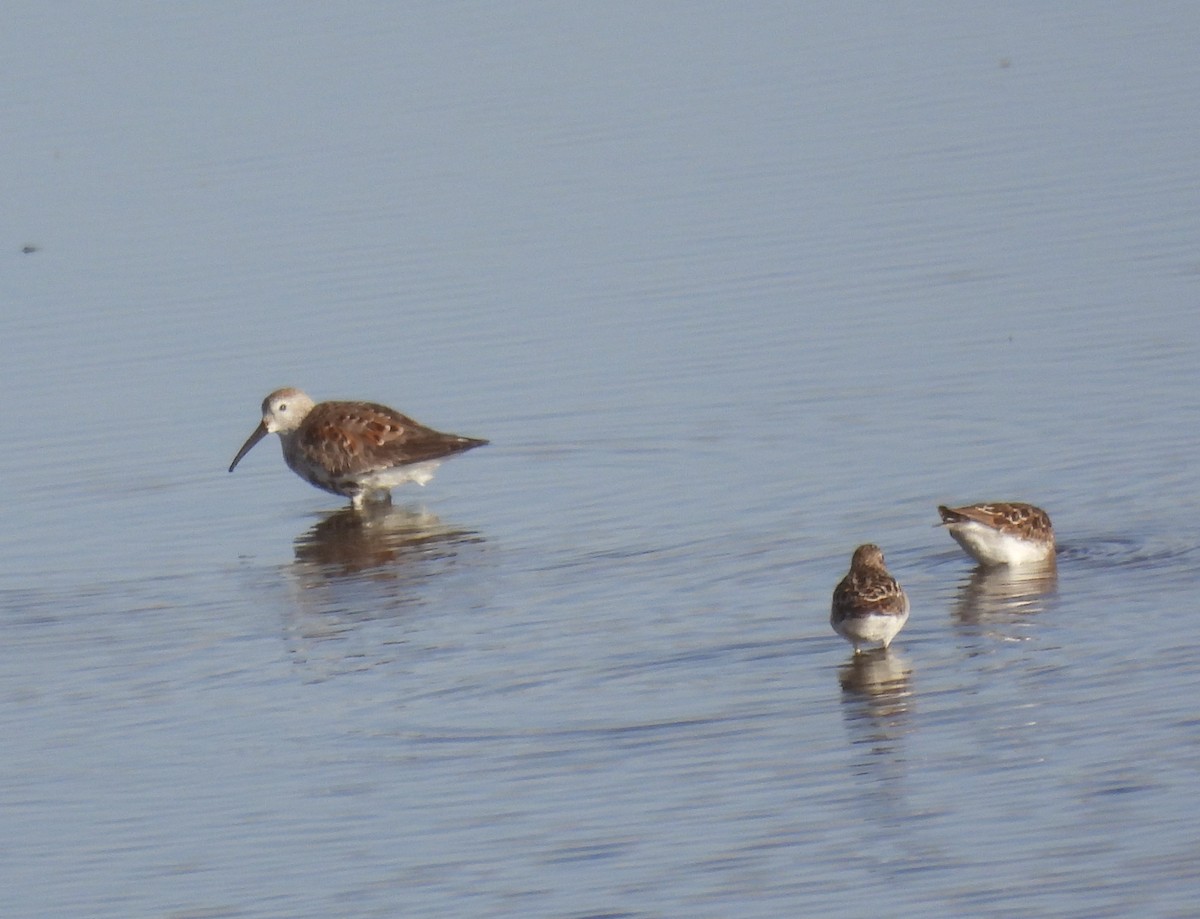 Dunlin - ML617795089