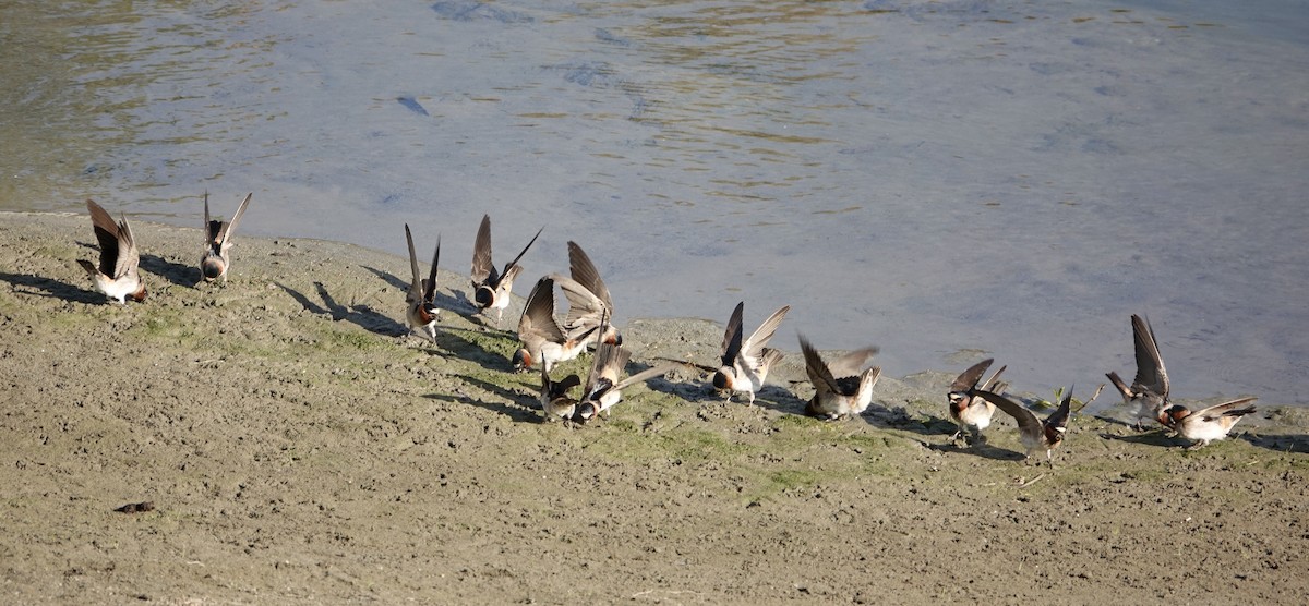 Cliff Swallow - ML617795104