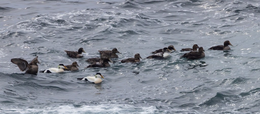 Common Eider - ML617795108