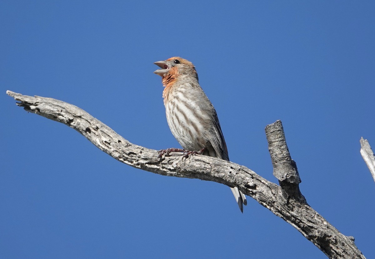 House Finch - ML617795113