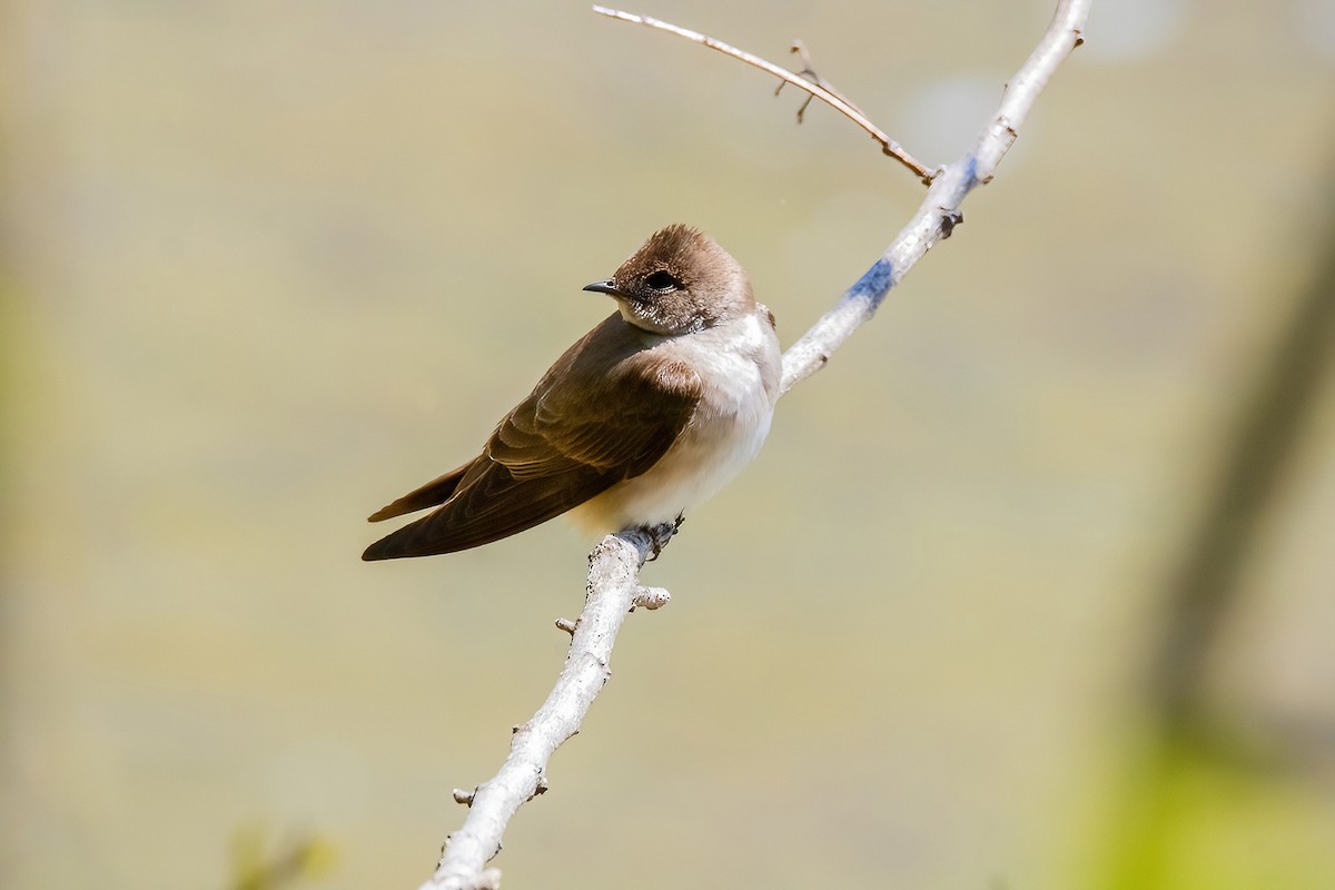 Northern Rough-winged Swallow - ML617795114