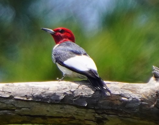 Red-headed Woodpecker - ML617795117