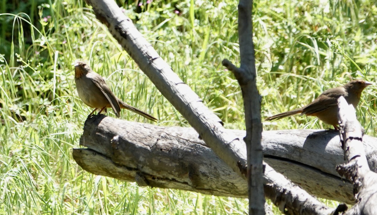 California Towhee - ML617795132