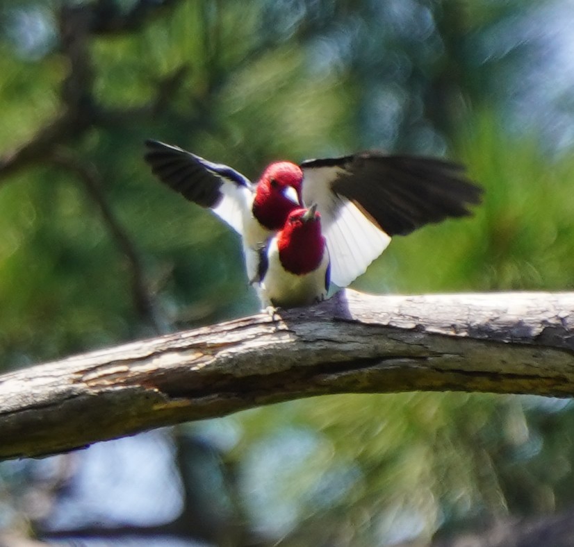 Red-headed Woodpecker - ML617795144