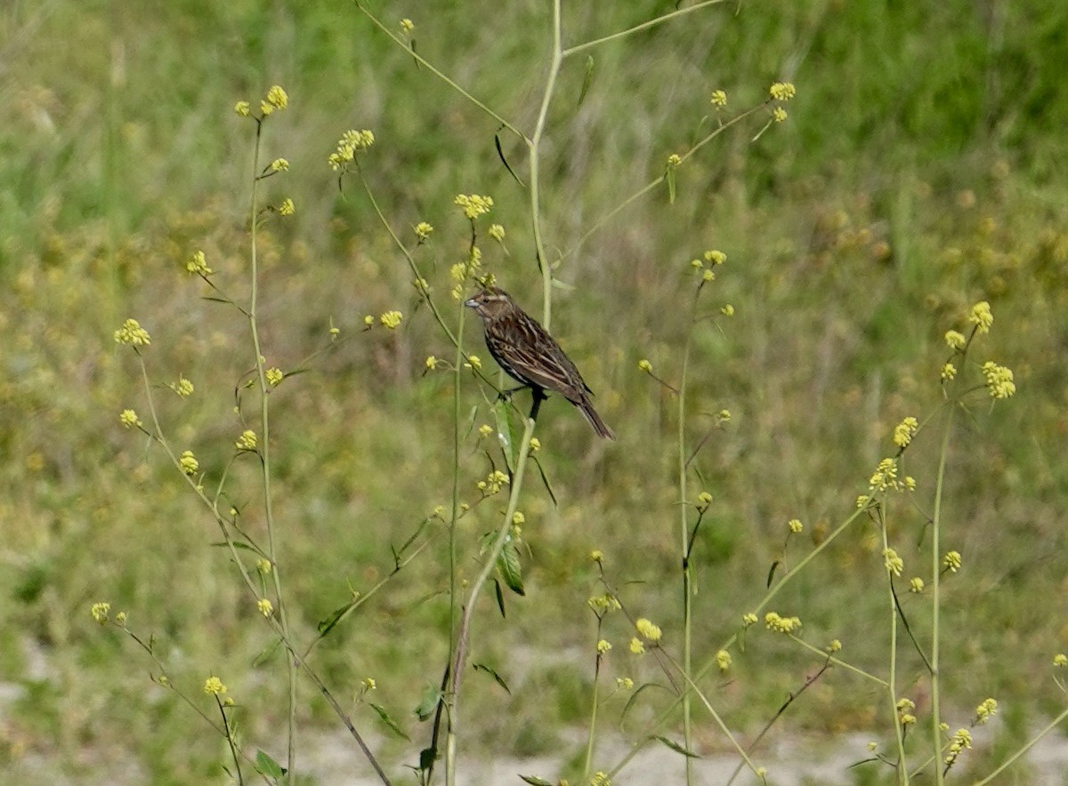 Red-winged Blackbird - ML617795146