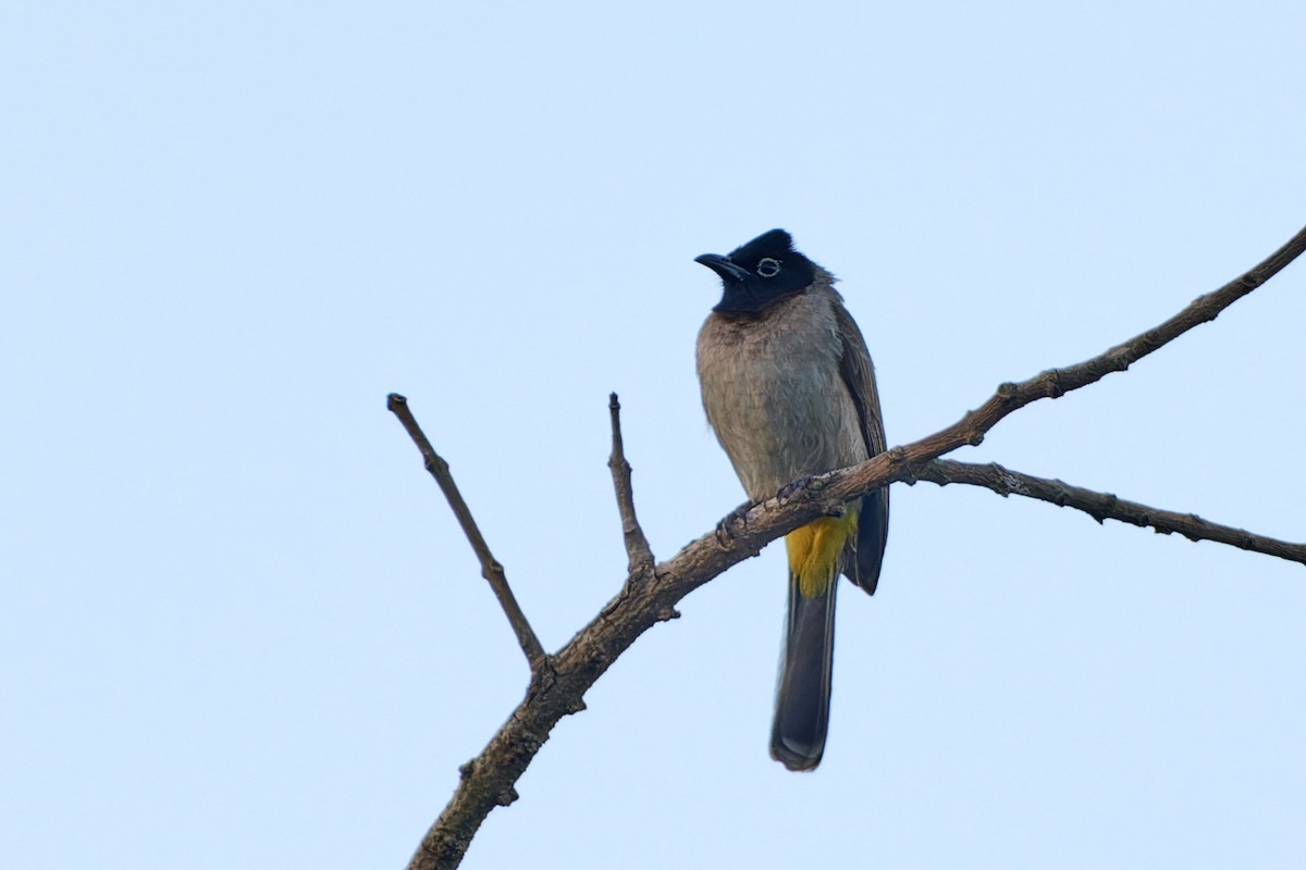 White-spectacled Bulbul - ML617795150