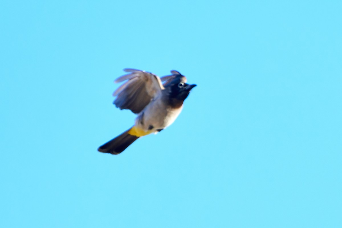 White-spectacled Bulbul - ML617795151