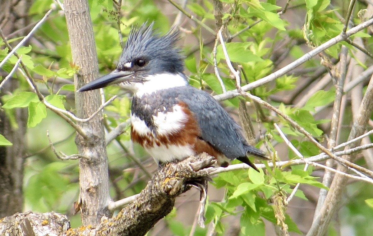 Belted Kingfisher - ML617795171