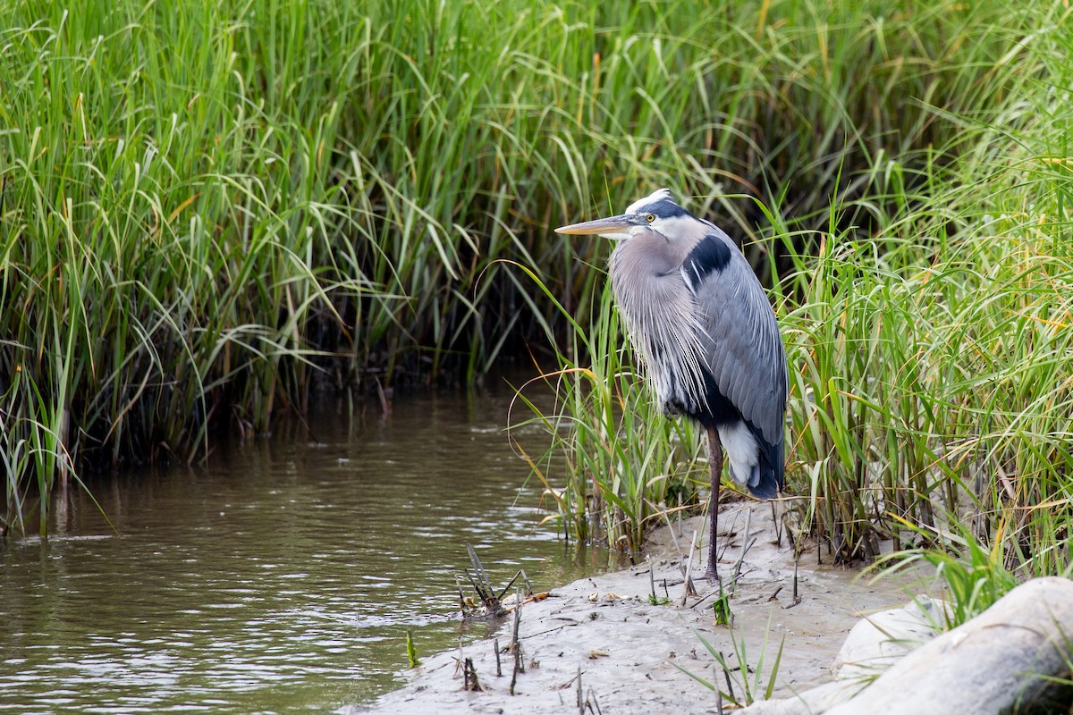 Great Blue Heron - ML617795204