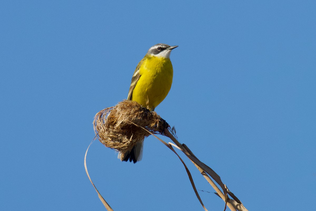 Western Yellow Wagtail (iberiae) - Oscar Danielson