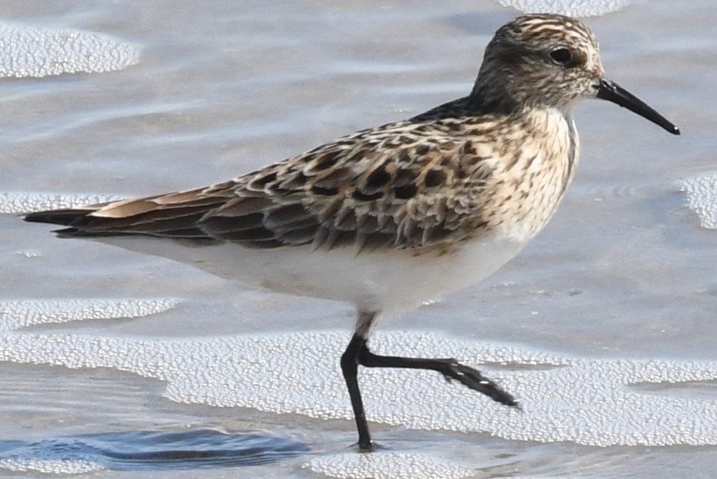 Baird's Sandpiper - ML617795225