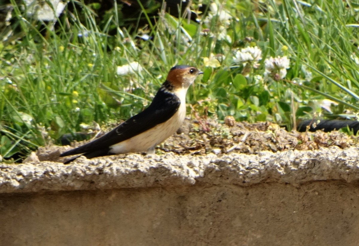 Red-rumped Swallow - ML617795232