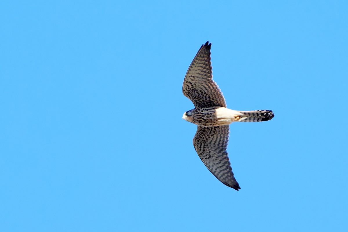 Eurasian Kestrel - ML617795289