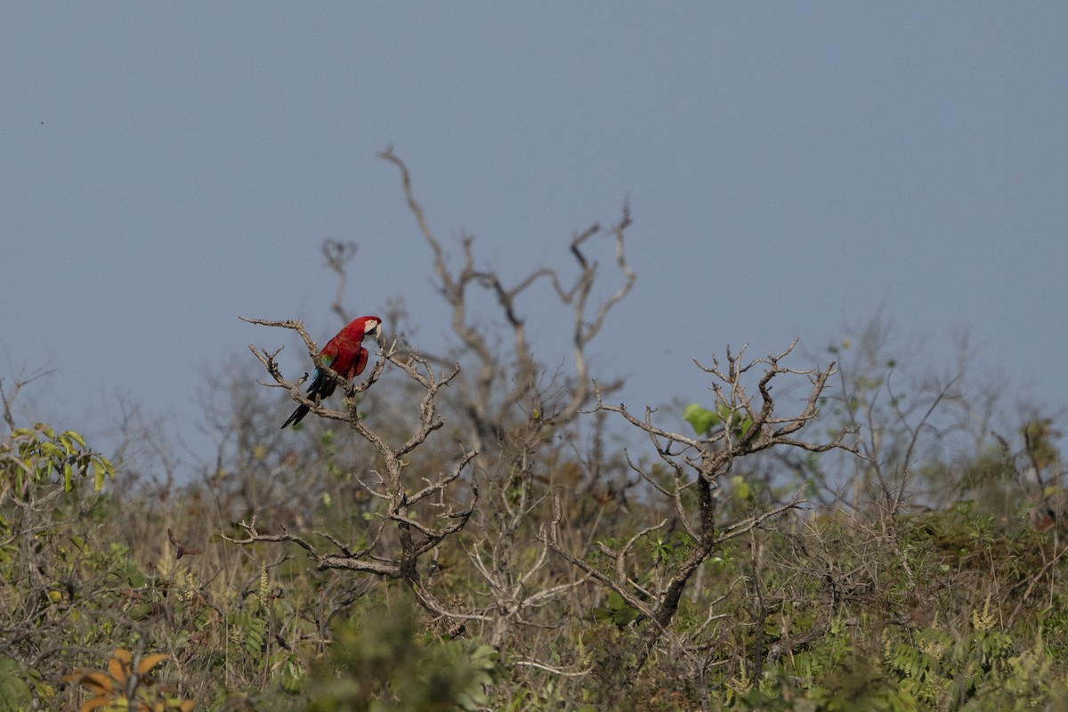 Red-and-green Macaw - Kyle Arpke