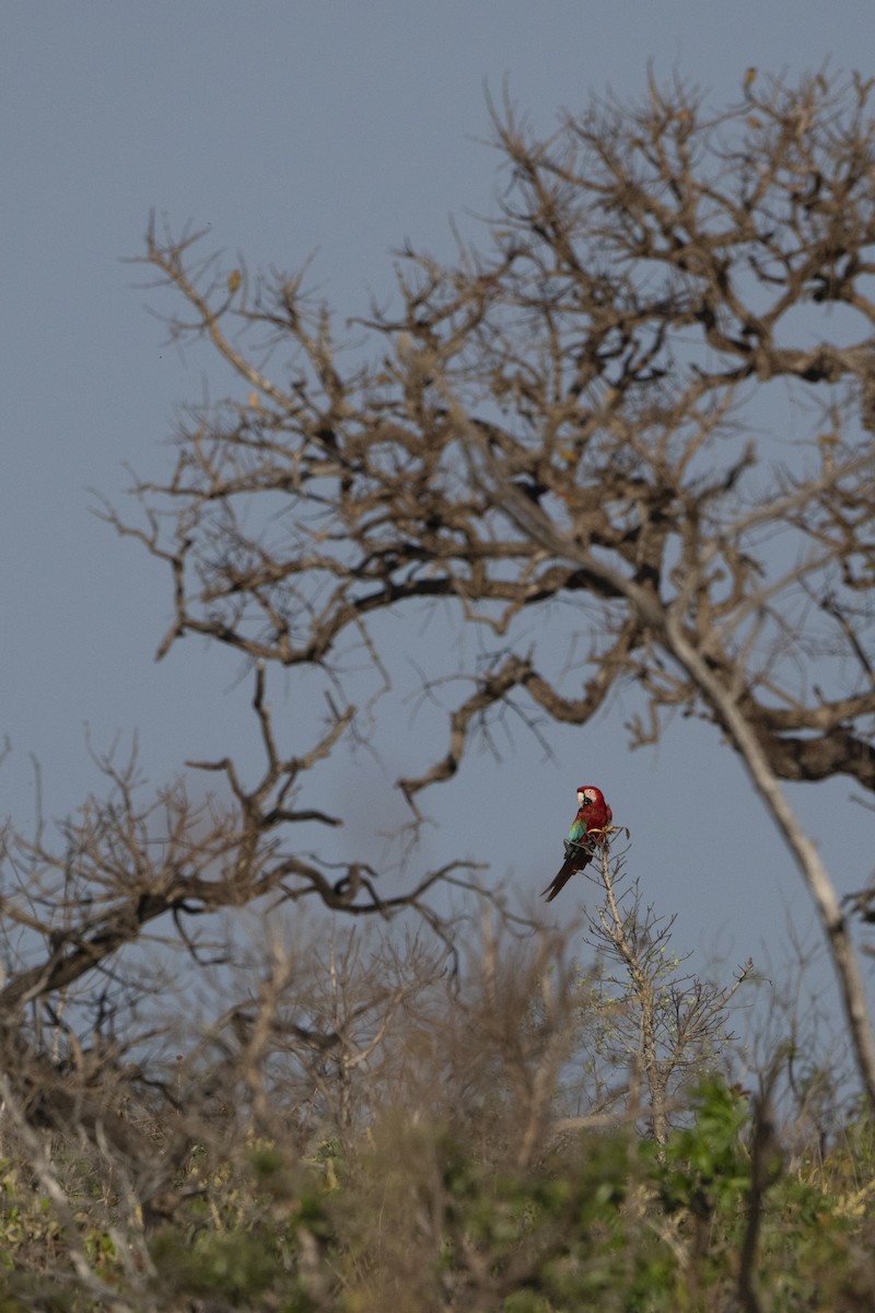 Red-and-green Macaw - ML617795412