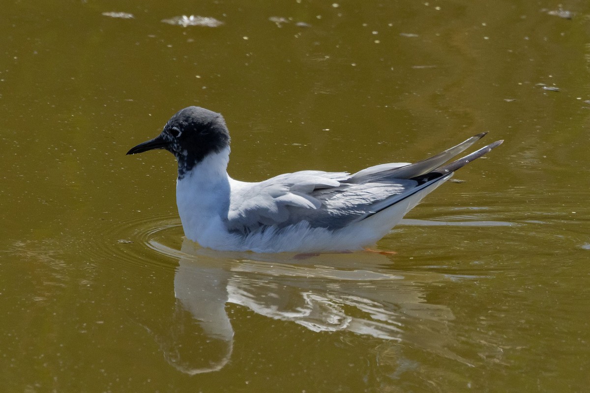 Bonaparte's Gull - Gordon Starkebaum