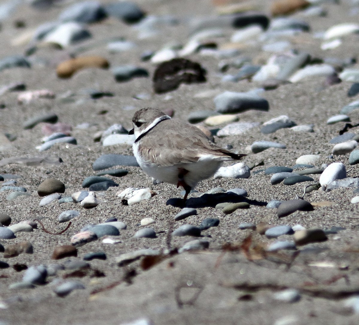 Piping Plover - ML617795479