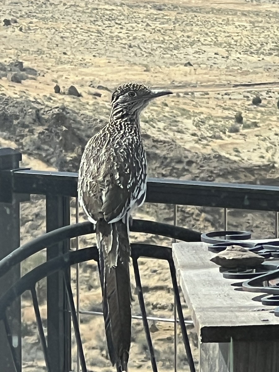 Greater Roadrunner - ML617795504